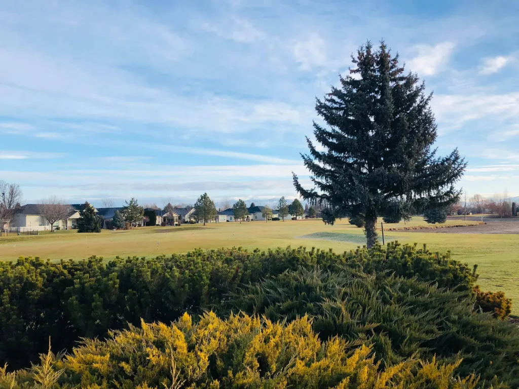 A large evergreen tree stands in an open grassy field, with shrubs in the foreground and houses and smaller trees in the background under a partly cloudy blue sky.
